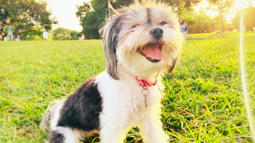 The Best Dog Parks Near Danville Century 21 Mertz